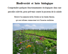 Biodiversité et lutte biologique – Extrait d’un mémoire de fin d’étude sur les bandes fleuries,…