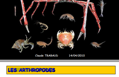 LES ARTHROPODES  – Les arthropodes présentent un corps métamérisé ( segmenté ) avec symétrie bilatérale.