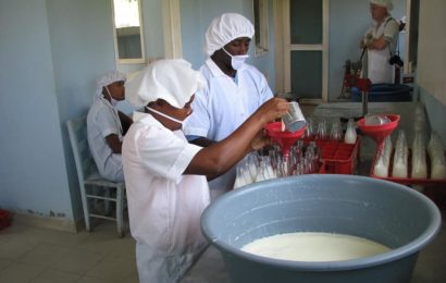 Niger production de lait année 2020