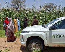 Phase de lancement de lutte biologique contre la mineuse de l’épi du mil