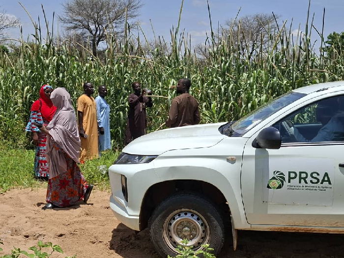 Phase de lancement de lutte biologique contre la mineuse de l’épi du mil